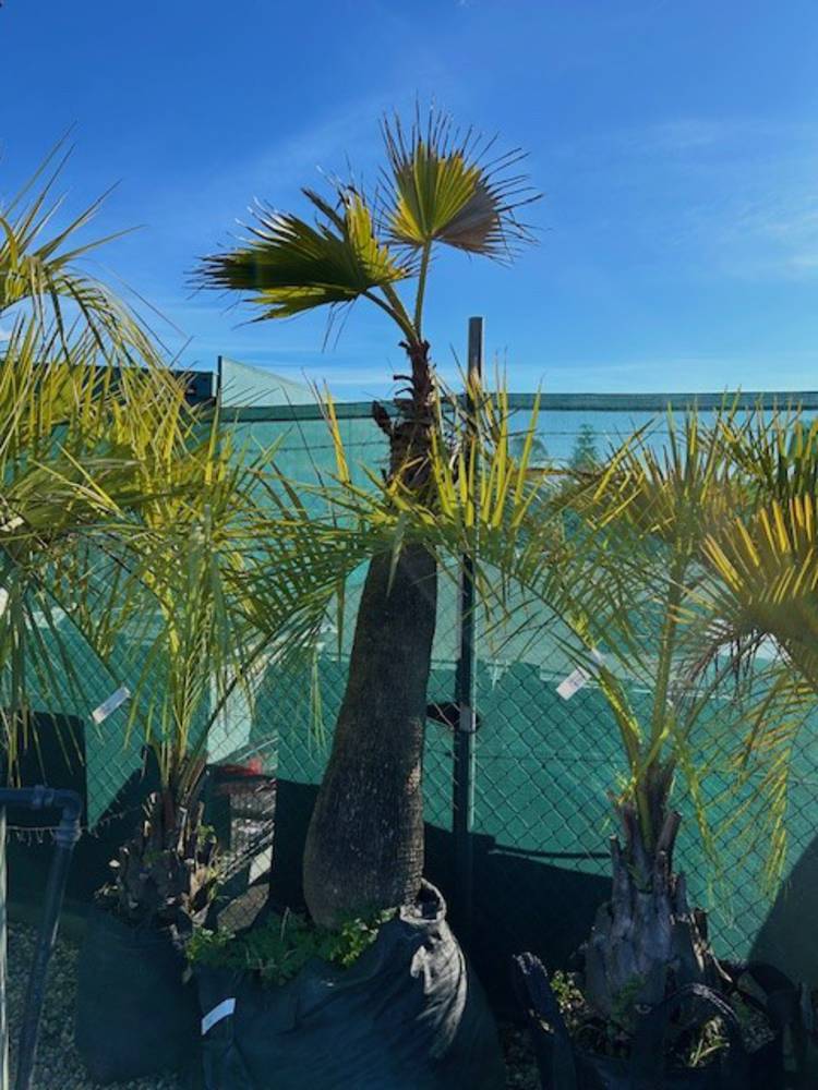 Chinese Fan Palm image 2